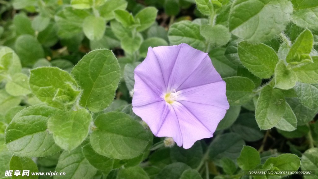 牵牛花