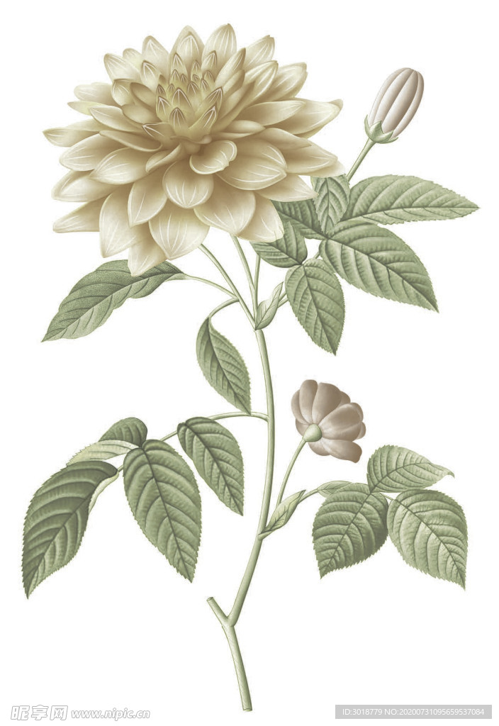 腰线花片