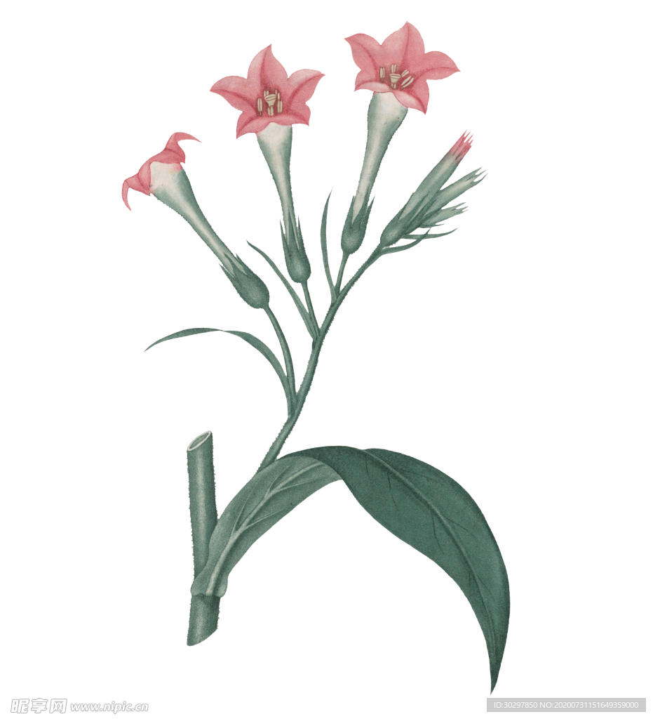 花儿