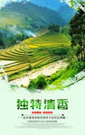 新茶上市茶叶文化海报