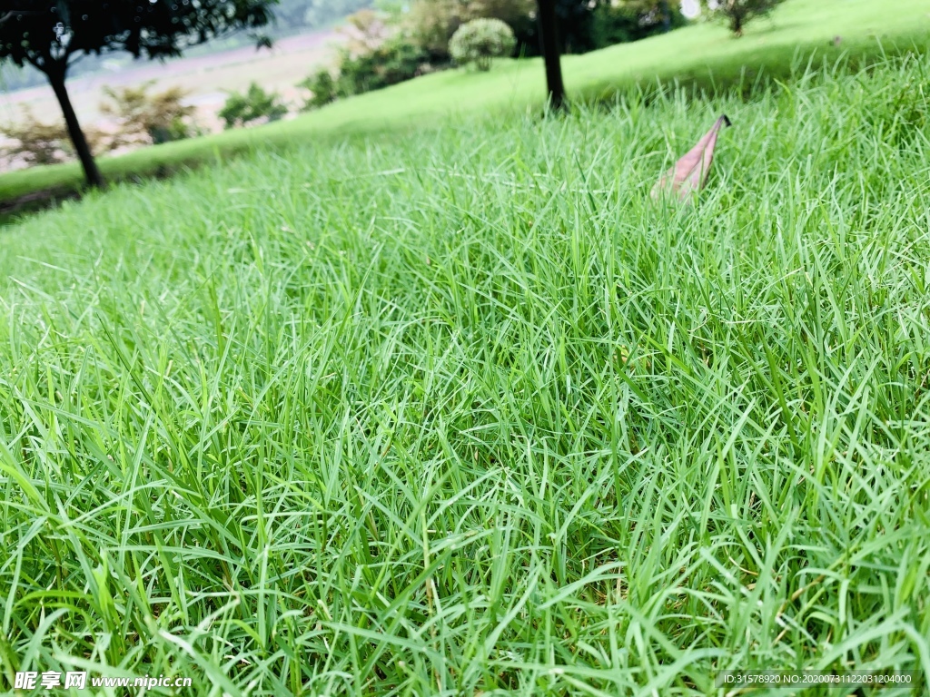 雨后的草地