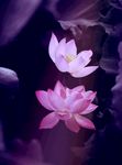 莲花