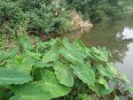 山芋