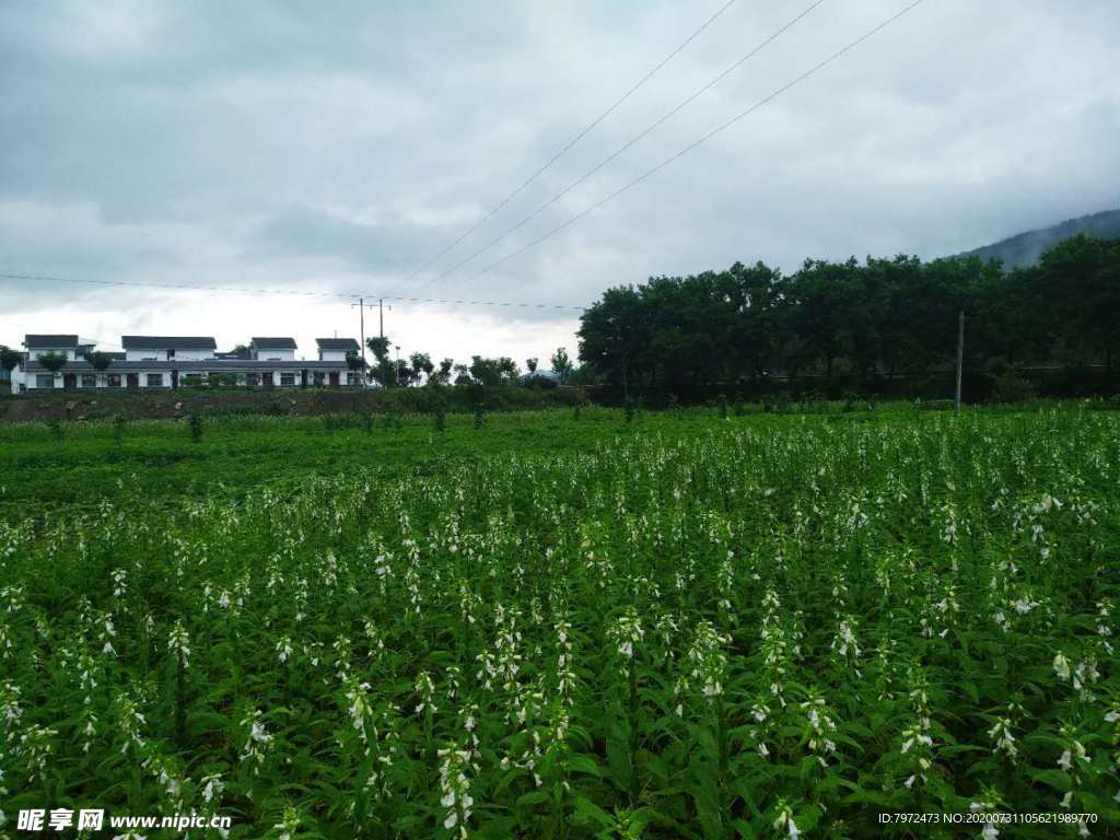 田野