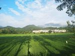 田野