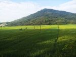 田野