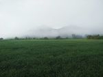 田野