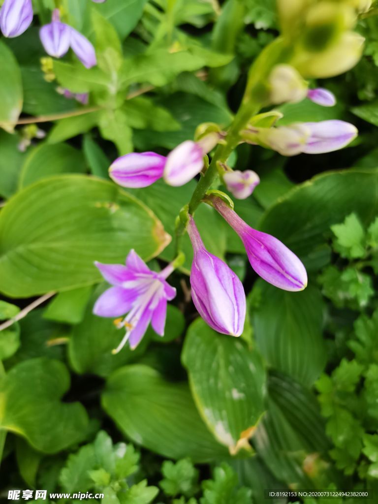 紫玉簪