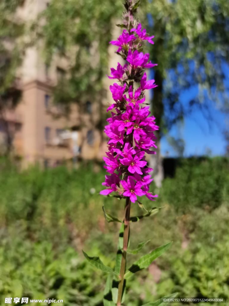 千屈菜