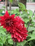 鲜花