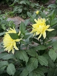 鲜花