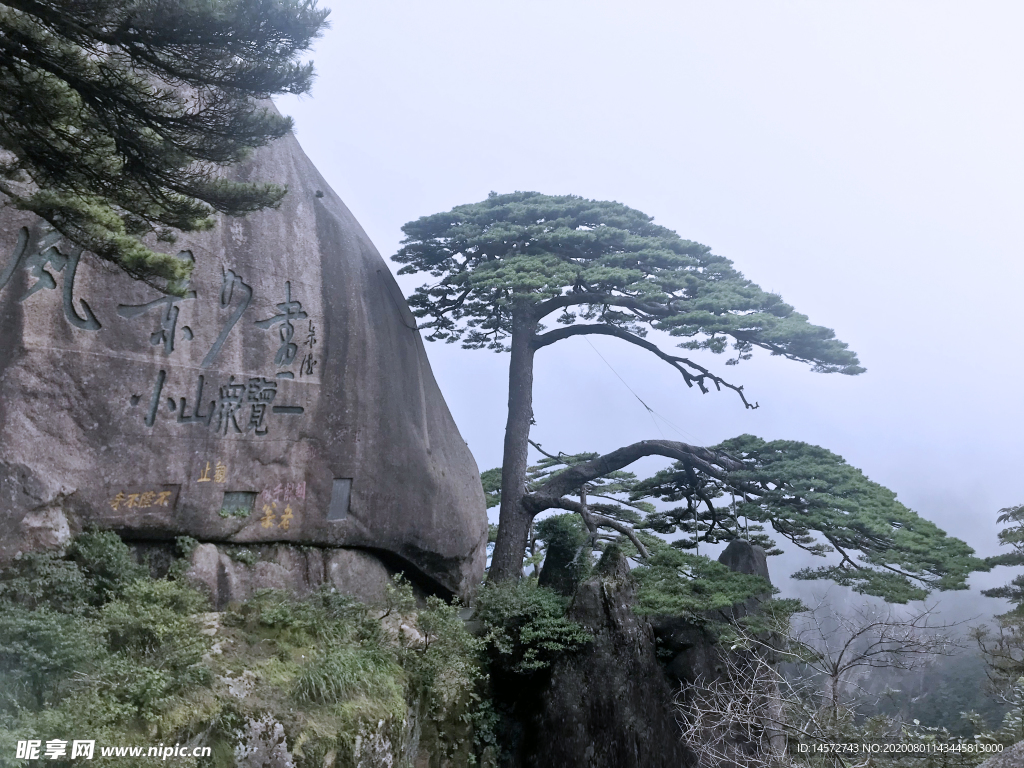 黄山迎客松