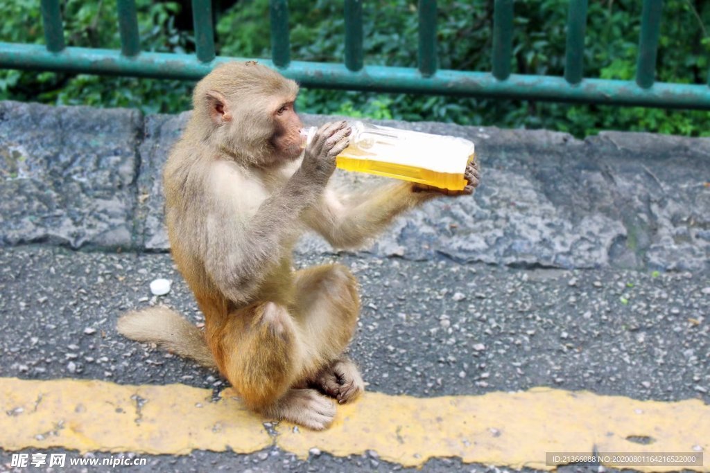 猴子喝饮料