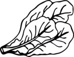 生菜