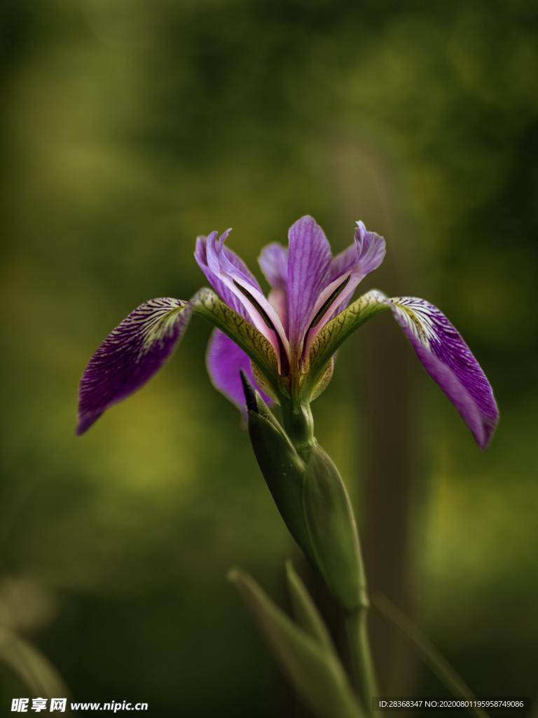 鸢尾花