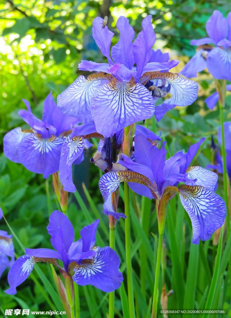 鸢尾花