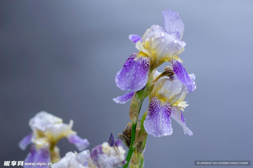 鸢尾花