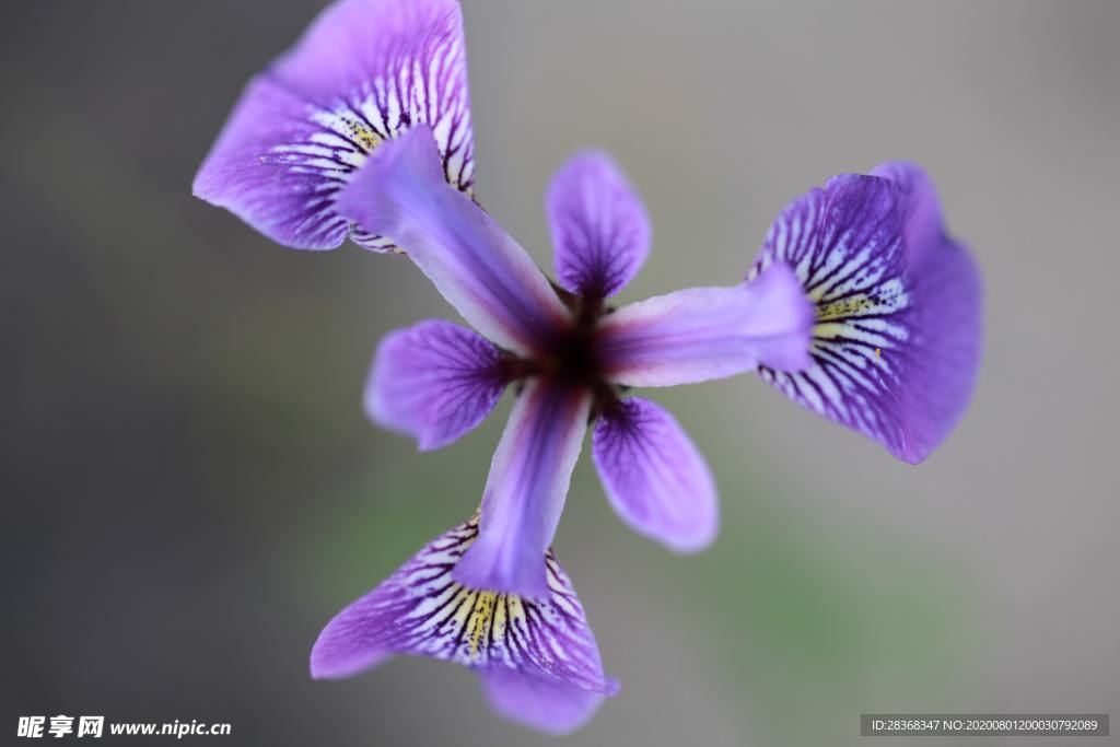 鸢尾花