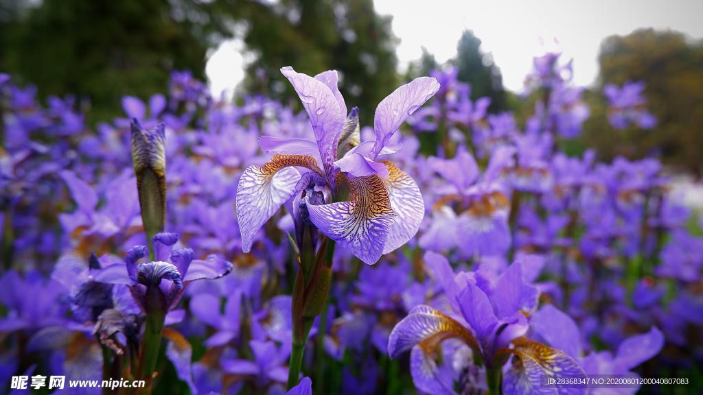 鸢尾花