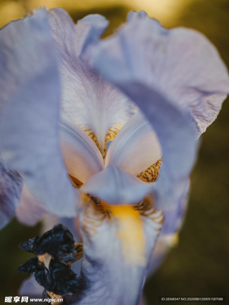 鸢尾花