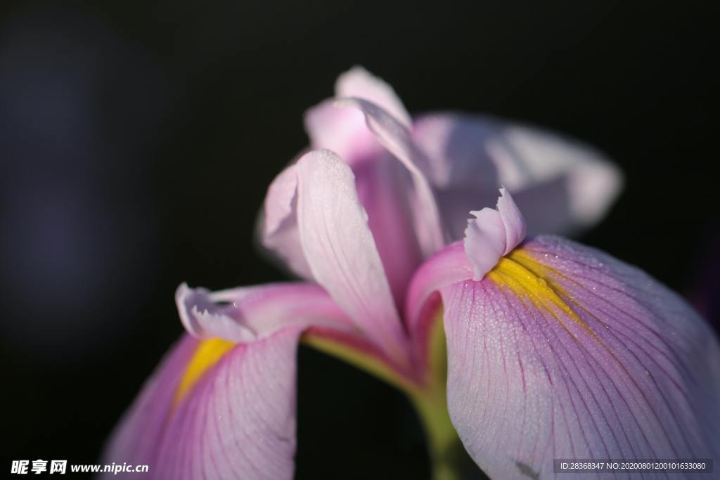 鸢尾花