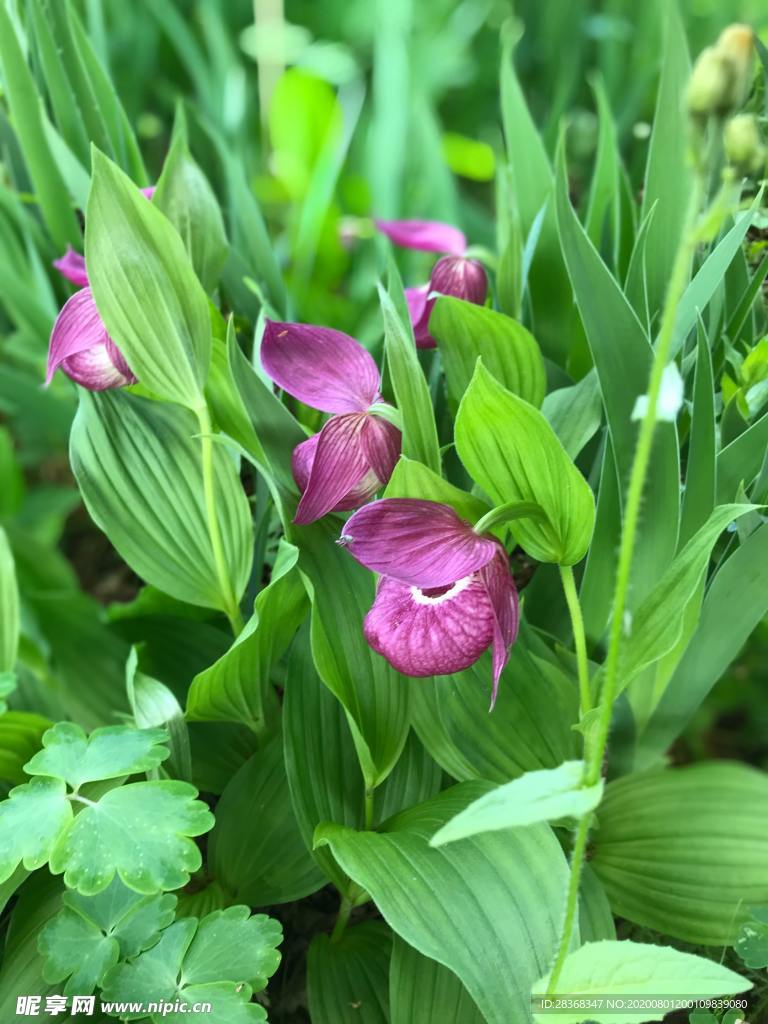 鸢尾花