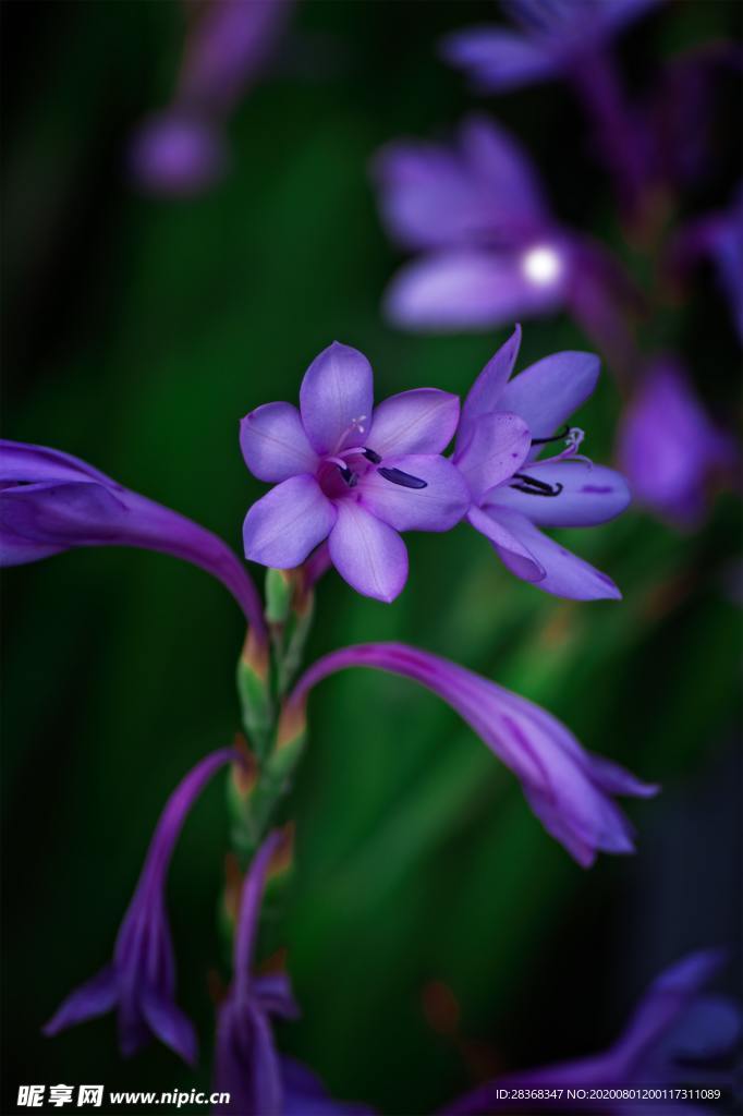 鸢尾花