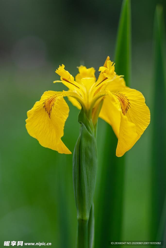 鸢尾花