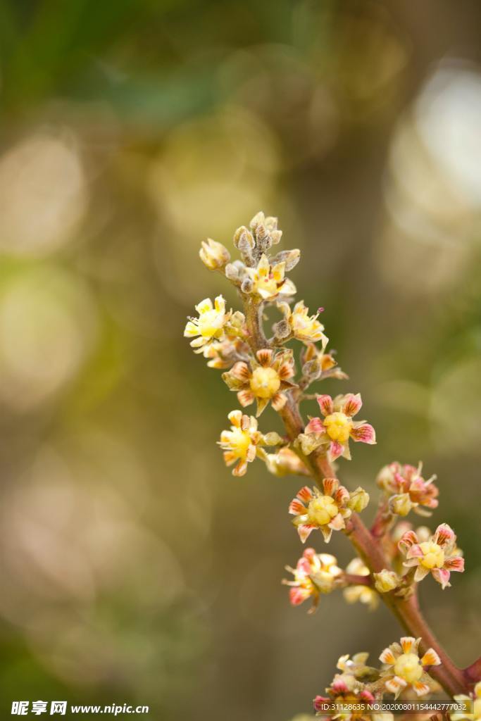 芒果花