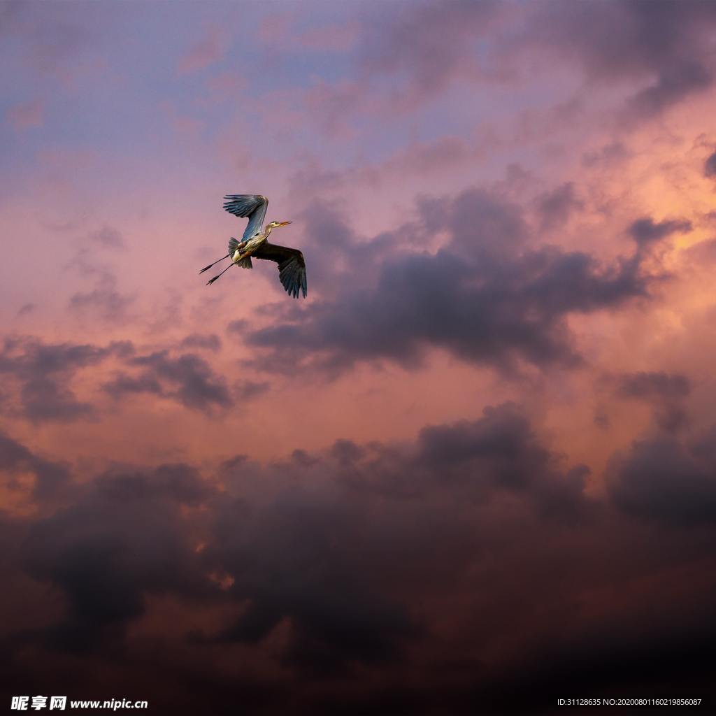 天空 飞鸟