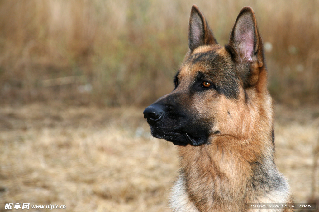 牧羊犬