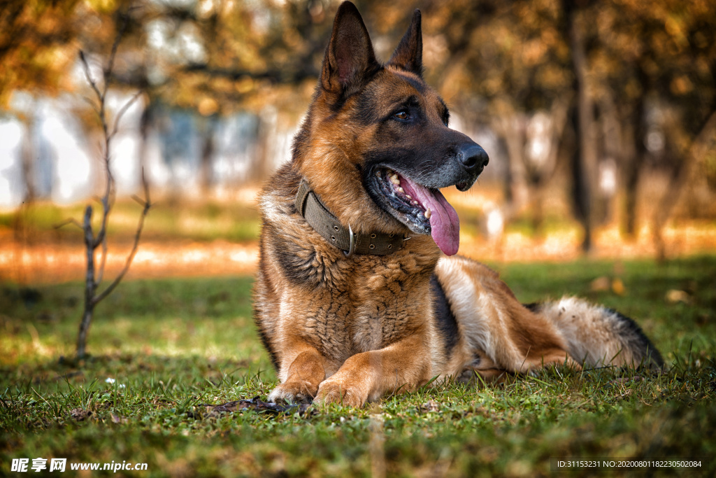 牧羊犬