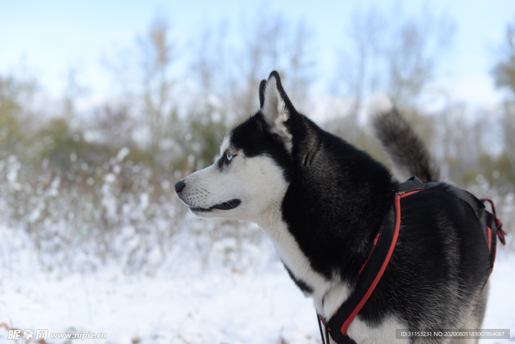 雪橇犬