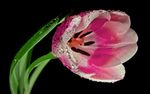 郁金香花