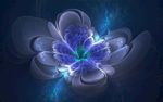梦幻蝴蝶花