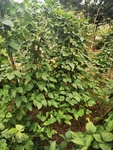 菜豆