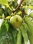 柿子树