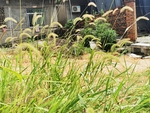 狗尾巴草