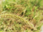 狗尾草