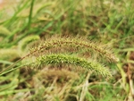 狼尾草
