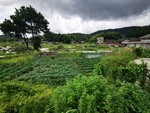 乡村