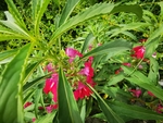 凤仙花