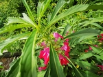 凤仙花