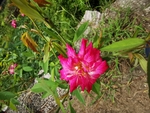四季花