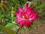 月季花