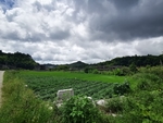 田园风光