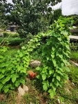 菜园