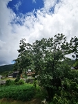 柿子树