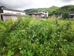 豆类蔬菜