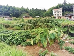 菜地